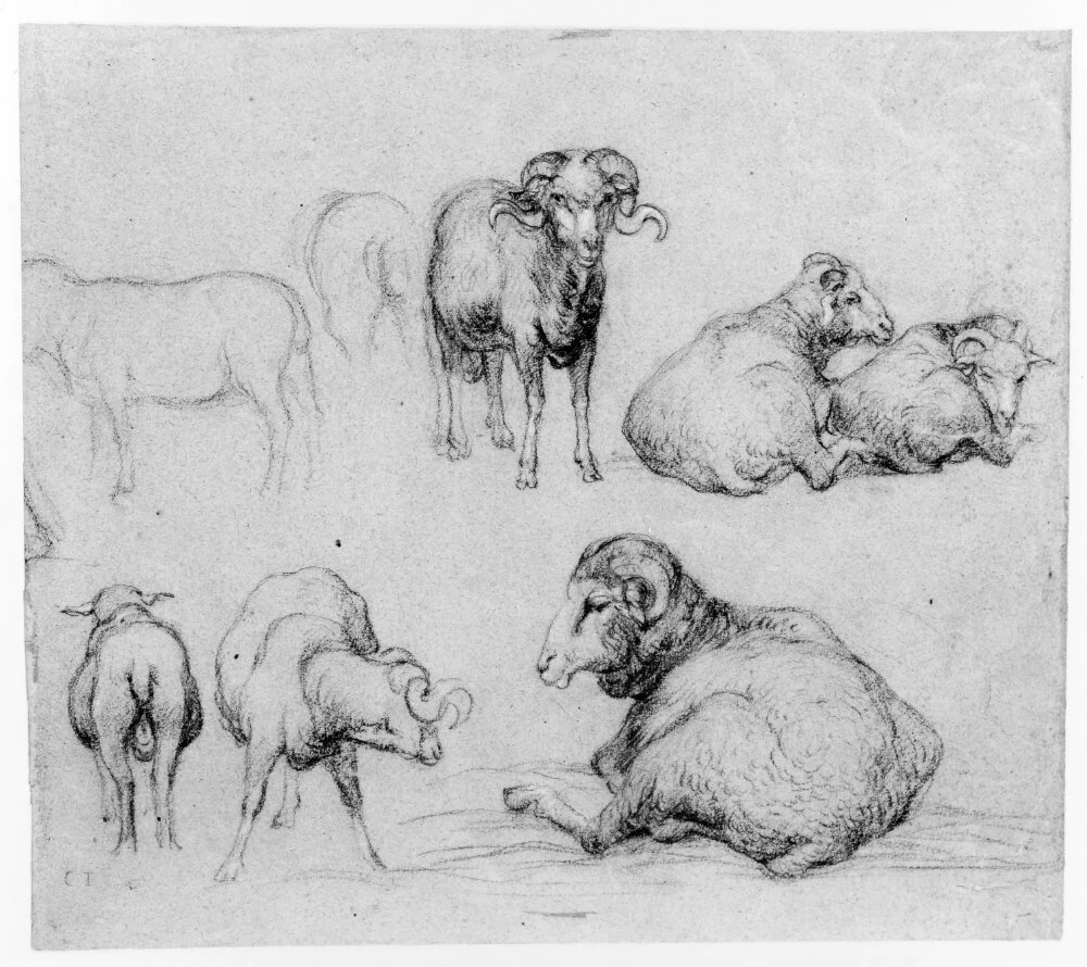 Studi di pecore - Nationalmuseum, Stoccolma